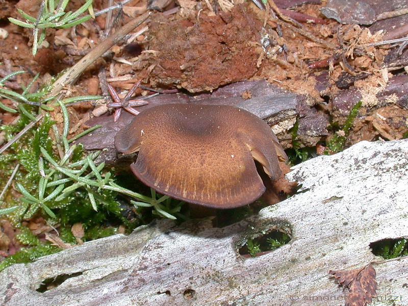 Callistosporium  xanthophyllum